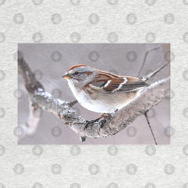 American Tree Sparrow by Jim Cumming